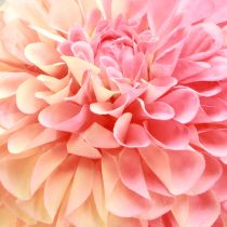 Artikel Künstliche Dahlien in Pfirsich Rosa Ø10cm L80cm 2St