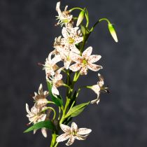 Artikel Künstliche Lilie als Blütenstiel für elegante und pflegeleichte Dekoration 82cm 2St