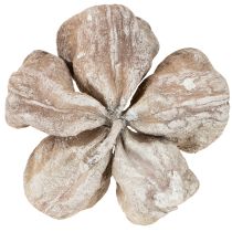 Artikel Landlotus Weiß gewaschen 6-12cm 50 St