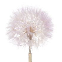 Artikel Riesen Pusteblumen Deko Trockenblumen für moderne Inneneinrichtung 12cm 4St