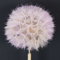 Artikel Riesen Pusteblumen Deko Trockenblumen für moderne Inneneinrichtung 12cm 4St