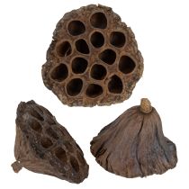 Artikel Lotos Kolben groß 100 St Natur