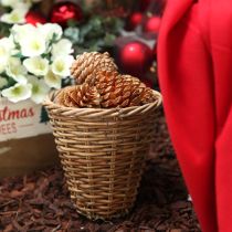 Artikel Maritima Zapfen Creme-Vanille gemischt 5-18cm 25 St
