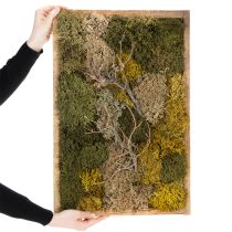 Artikel Moosbild Echtes Moos konserviert und Zweige Natur 60×40cm