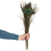 Artikel Pfauenfedern Echte Vogelfedern zum Basteln und Dekorieren 55cm 10St