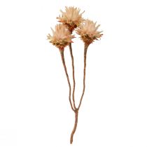 Artikel Leucospermum Plumosum Silberbaum Blüten Hell 25 St