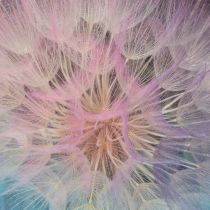 Artikel Pusteblume Deko Trockenblume stabilisiert und gefärbt Filigran langlebig 12cm 4St