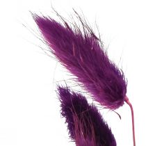 Artikel Samtgras Violett, Hasenschwanz-Gras, Lagurus L20-50cm 25g