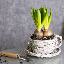 Artikel Teetasse Naturmaterial mit rustikalem Charme für exklusive Indoor Dekoration 13cm