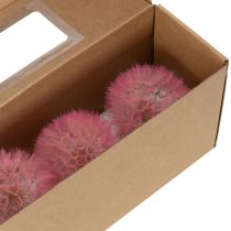 Artikel Trockenblumen Riesen Pusteblume Deko Edles Wohnaccessoire 12cm 4St