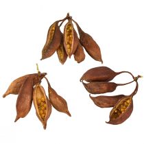 Artikel Trockendeko Brachyciton Natur Flaschenbaum 5-10cm 1kg