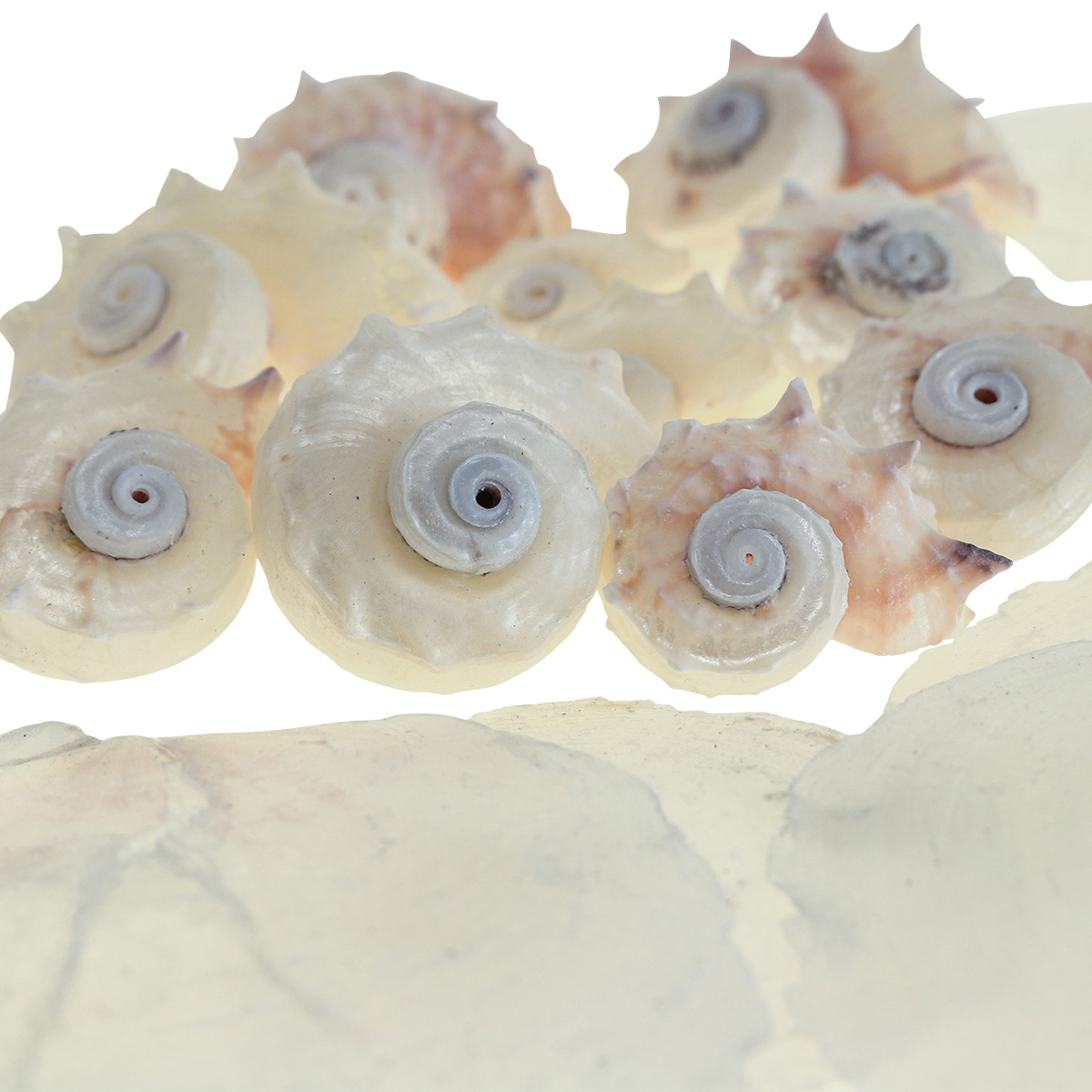 floristik24-de-capiz-muscheln-schneckenhaus-deko-maritim-wei-rosa-600g