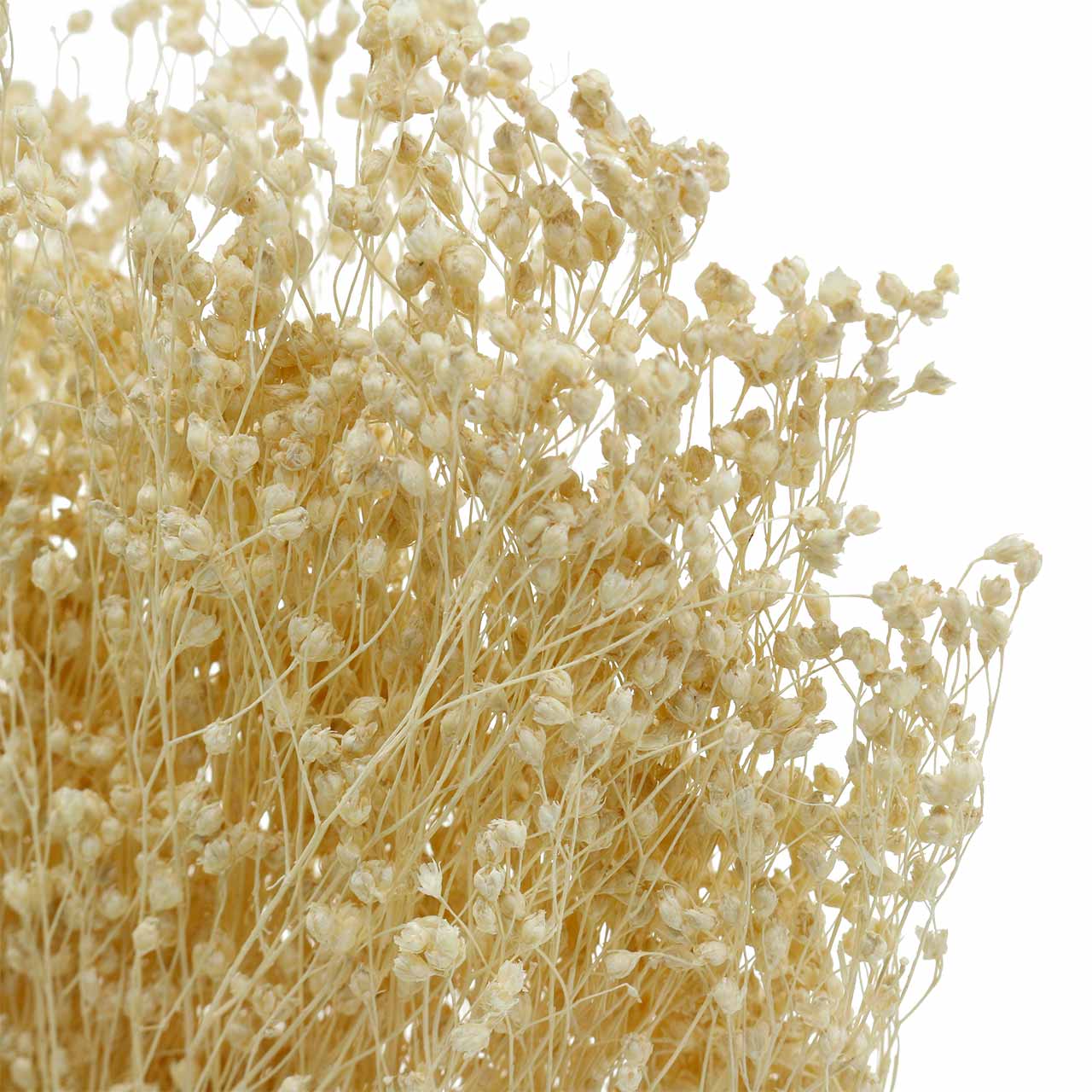 Floristik24.de Trockenblumen Broom Bloom Gebleicht 140g