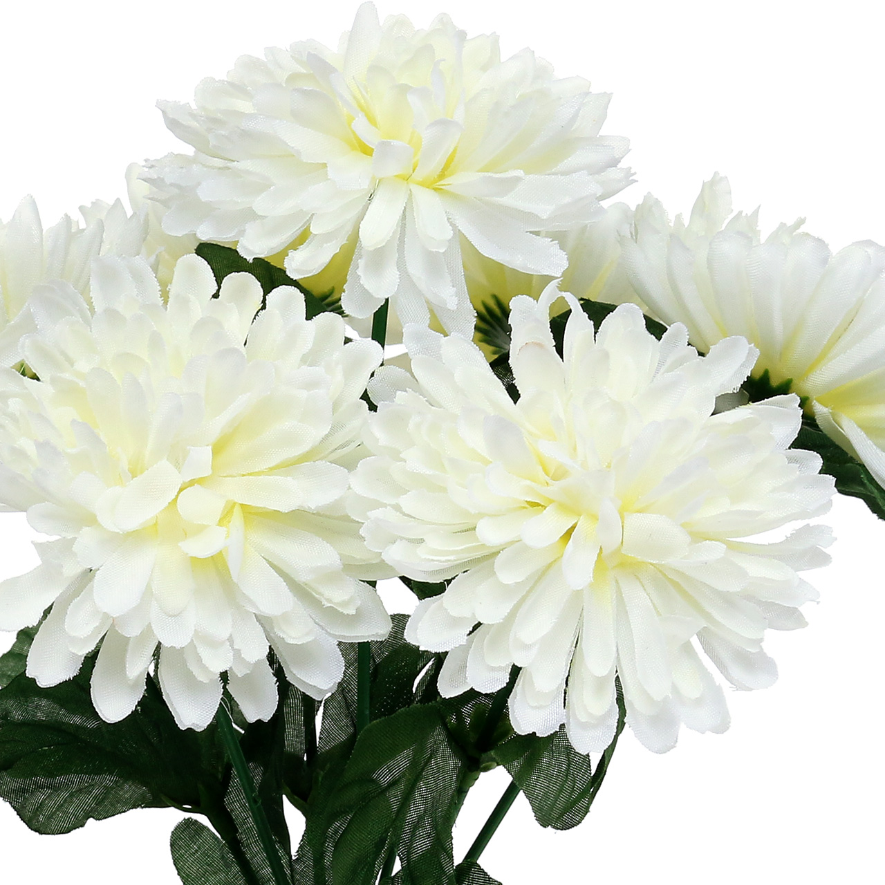 pflanze chrysantheme