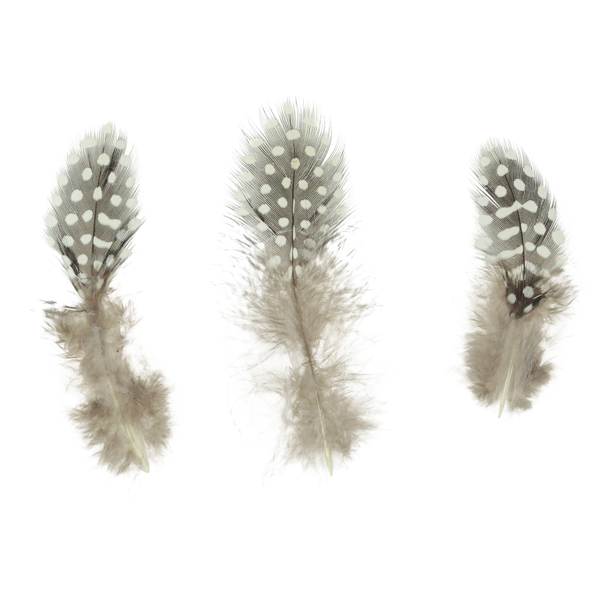 50 Stück Perlhuhn Federn Naturfarben – 5-10 Cm, Bunte Farben Für Basteln & Deko