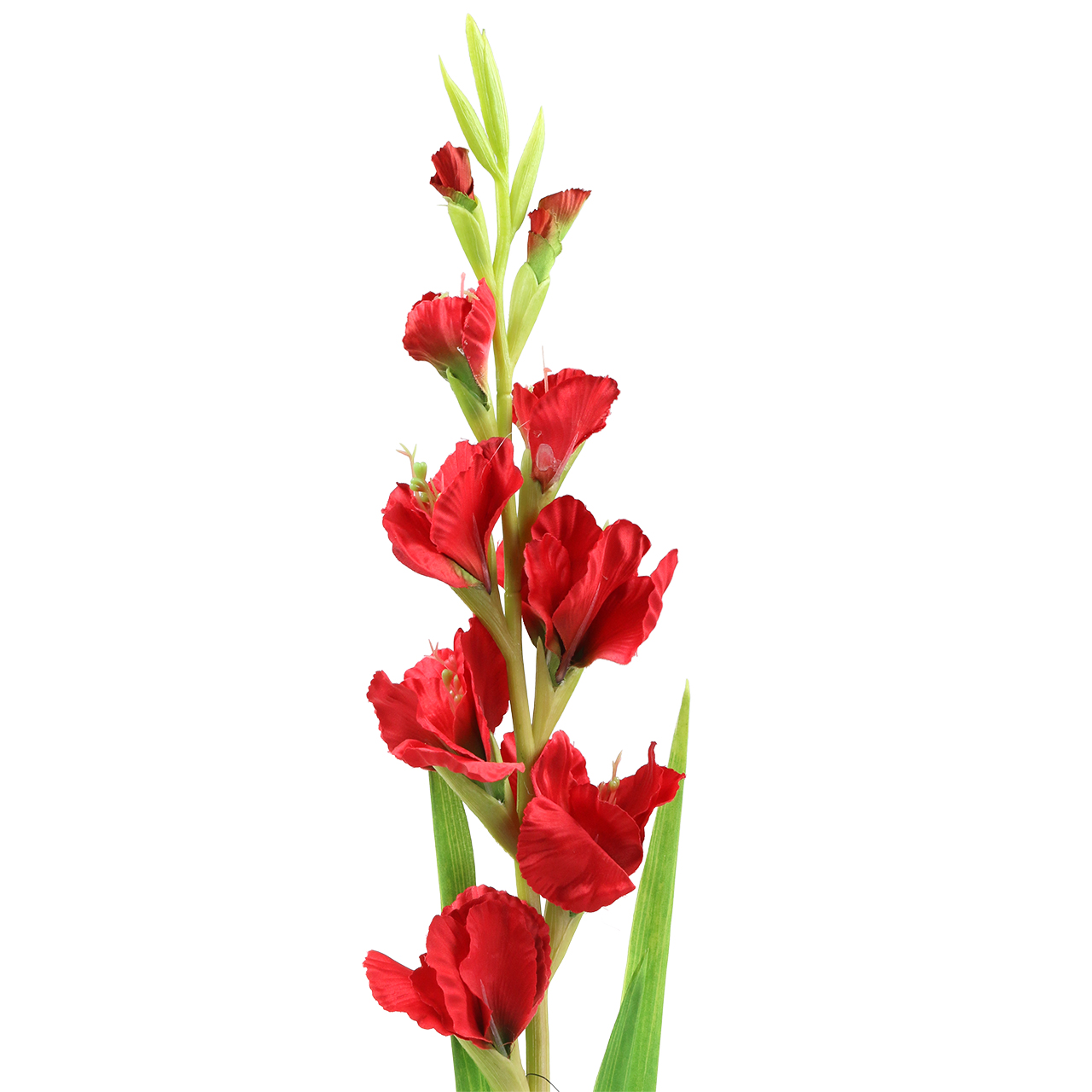 Floristik24.de Gladiole Rot 93cm64082