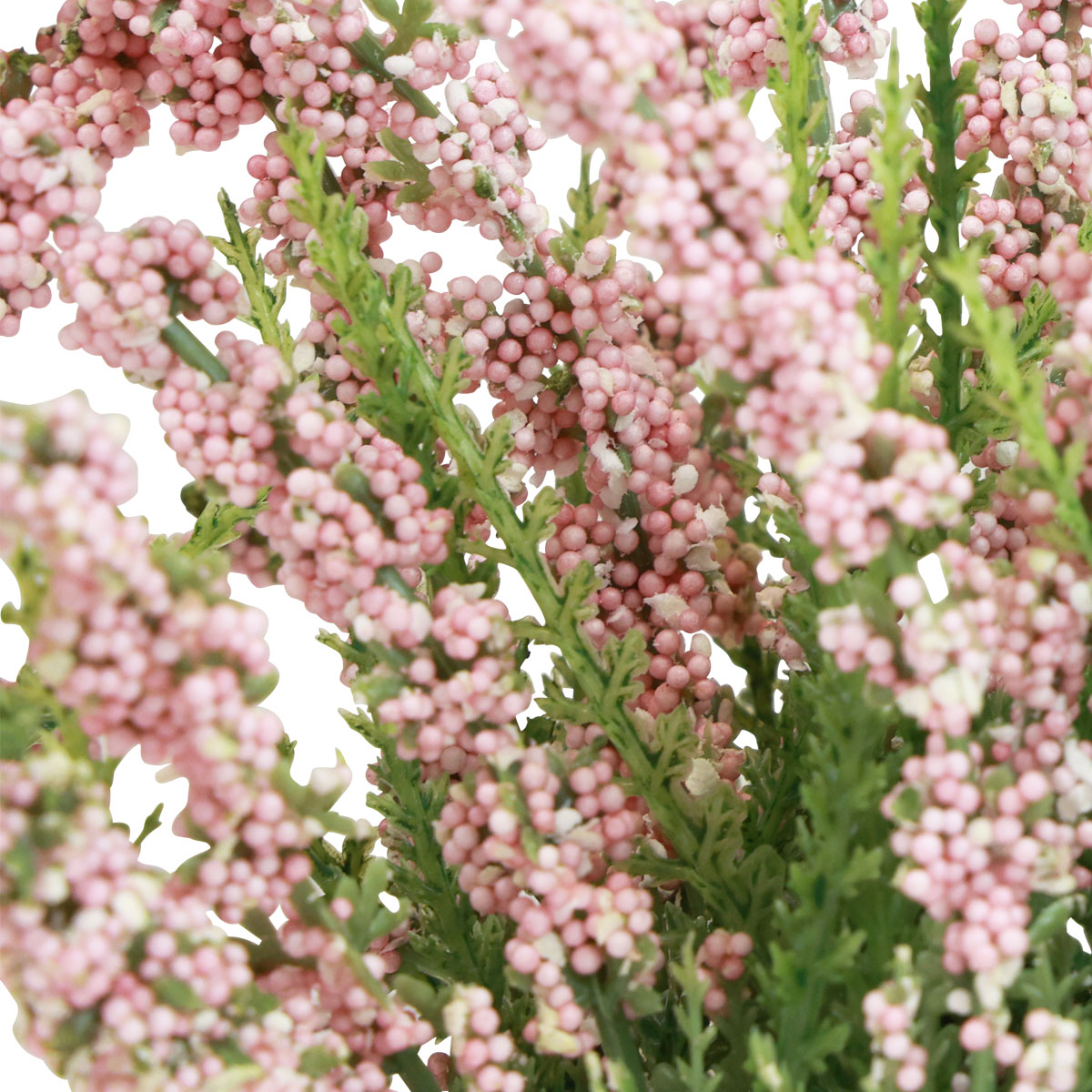 Knospenheide Rosa - 3x Calluna Vulgaris Im Topf | Winterharte Balkonpflanzen|Mehrjährige Heidekraut