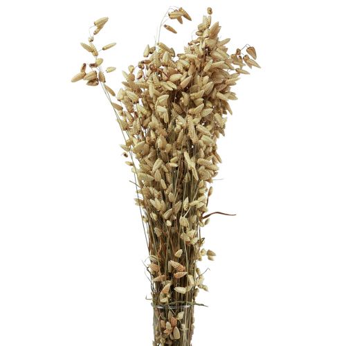 Zittergras Trockenblumen Grün Natur Briza 60cm 100g