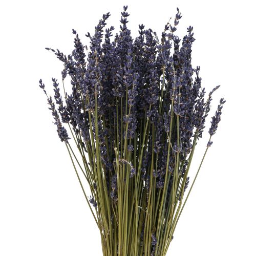 Floristik24 Getrockneter Lavendel Bund, Trockenblume Lavendel Blau 38–40cm 90g