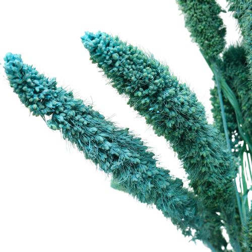 Floristik24 Trockenblumen, Setaria Pumila, Borstenhirse Blau 65cm 200g
