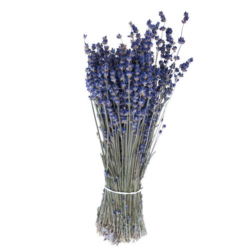 Getrockneter Lavendel Bund Trockenblume Blau 25cm 75g