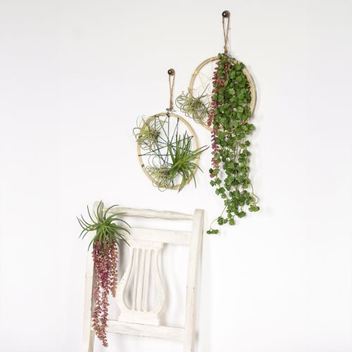 Artikel Sedum 'Rubin' Hängepflanze – Dekorative, pflegeleichte Sukkulente 43cm 3St.