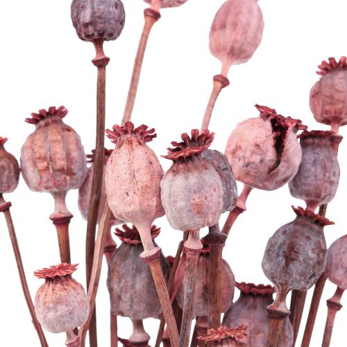 Floristik24 Trockenblumen Getrocknete Mohnkapseln Deko Rot 80g