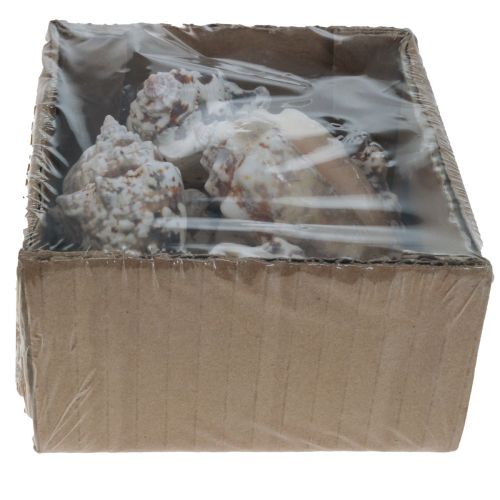 Floristik24 Schneckenhäuser Deko Meeresschnecken Natur 5,5-7,5cm 250g