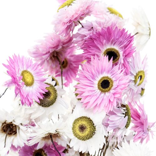 Floristik24 Trockenblumen Weiß Rosa Strohblumen 40-45cm 30g