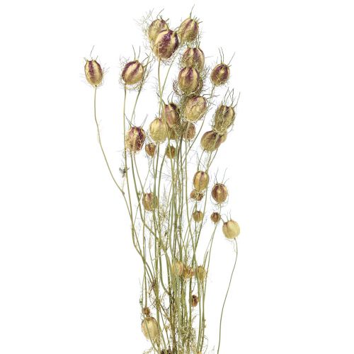 Artikel Nigella Trockenblume Jungfer im Grünen Trockenfloristik 24-45cm 20g