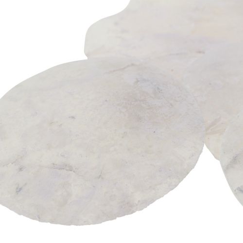 Floristik24 Capiz Muscheln Perlmuttscheiben Maritime Deko Ø7cm 600g