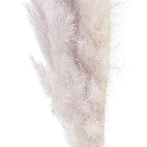 Floristik24 Pampasgras Deko getrocknet Natur Trockenfloristik 100cm