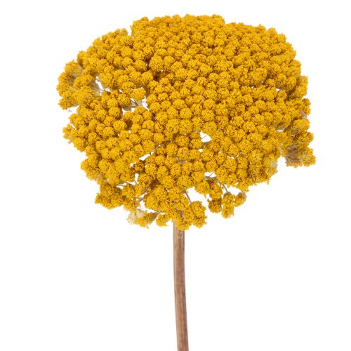 Achillea Natur Gelb Schafgarbe Trockenblumen Gelb 1kg kaufen | Floristik24.de