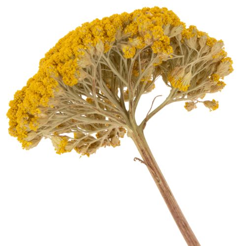 Achillea Natur Gelb Schafgarbe