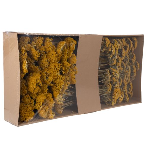 Achillea Natur Gelb Schafgarbe