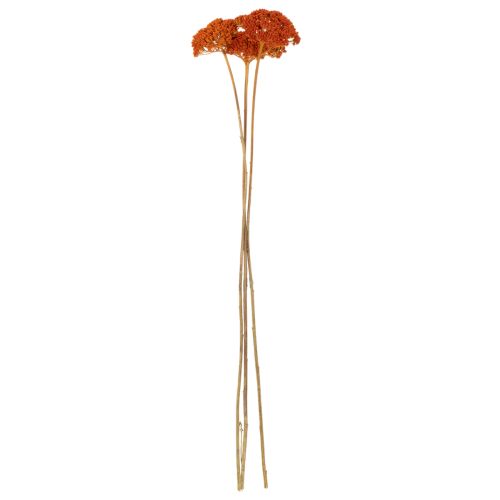 Achillea Orange Trockenblumen