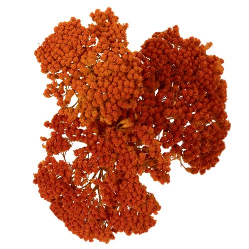 Achillea Orange Trockenblumen