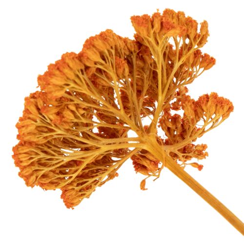 Achillea Orange Trockenblumen