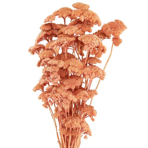 Artikel Achillea Schafgarbe getrocknet Wiesenblumen Lachs 40-50cm 80g