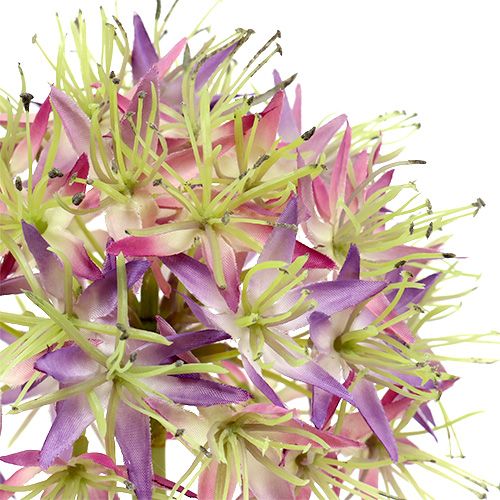 Floristik24 Allium Hellviolett L76cm