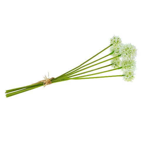 Floristik24 Allium 35cm Weiß 6St