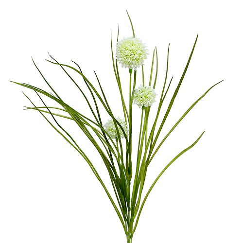 Floristik24 Allium Creme mit Gras 65cm 3St