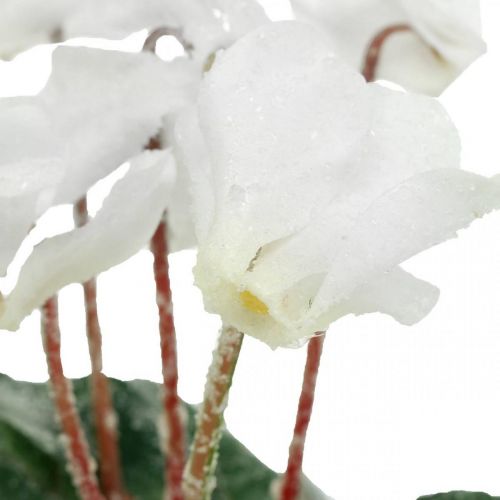 Floristik24 Alpenveilchen in Creme 28cm