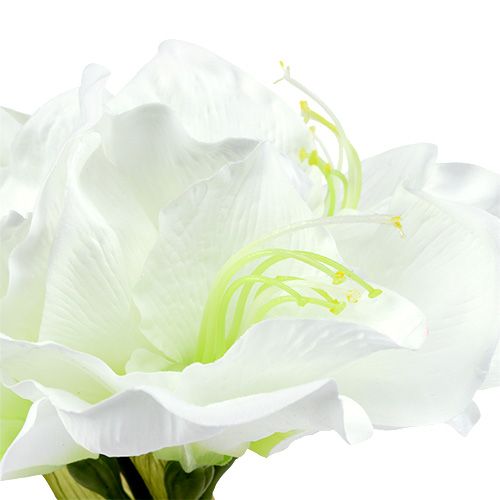 Floristik24 Amaryllis Blume Weiß L 73cm 2St
