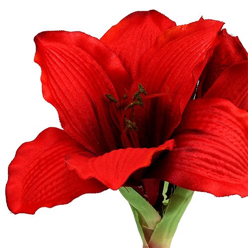 Floristik24 Amaryllis Rot L 68cm 1St