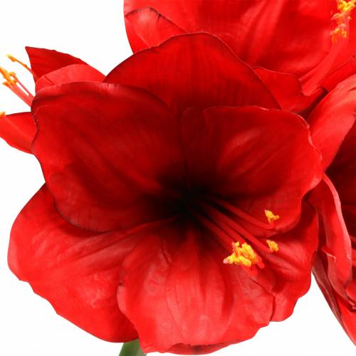 Floristik24 Amaryllis Rot 75cm