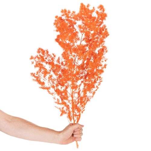 Trockenblumen Asparagus Zweig Zierspargel gefärbt 65cm 80g | Floristik24.de
