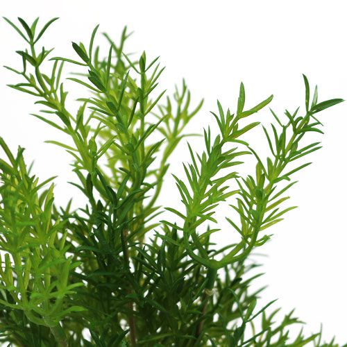 Floristik24 Asparaguspick 26cm