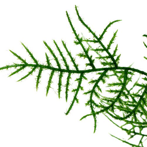 Floristik24 Asparaguszweig  50cm Grün 5St