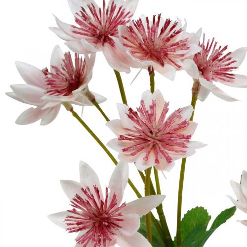 Artikel Große Sterndolde, künstliche Astrania, Seidenblume Weiß, Pink L61cm